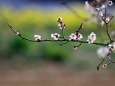 梅の花