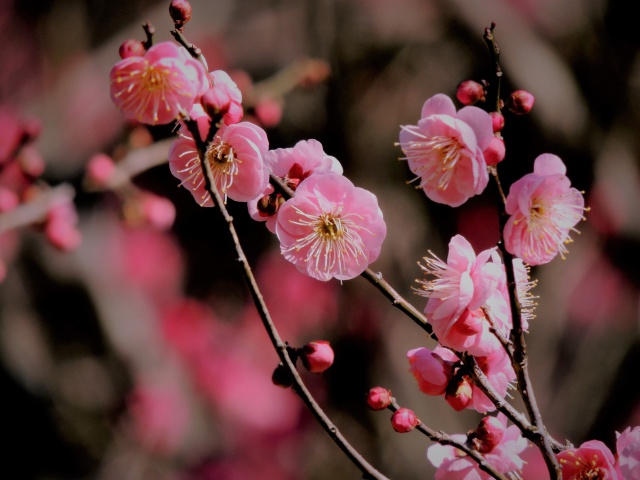 梅:未開紅