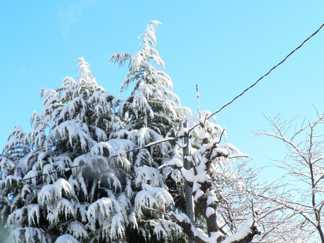 雪のツリー