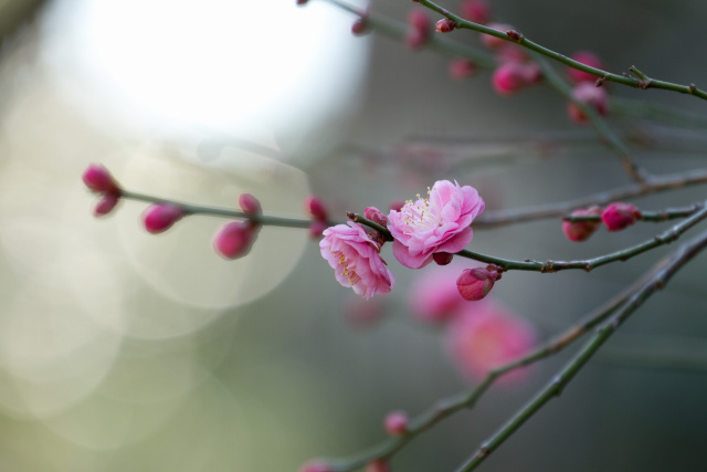 散歩道の花 1701-23-2