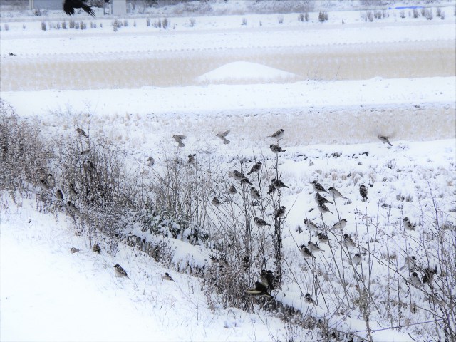 雪の中のすずめ達