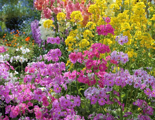 早春の草花・西洋さくら草