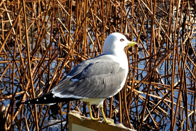 ユリカモメ 都鳥