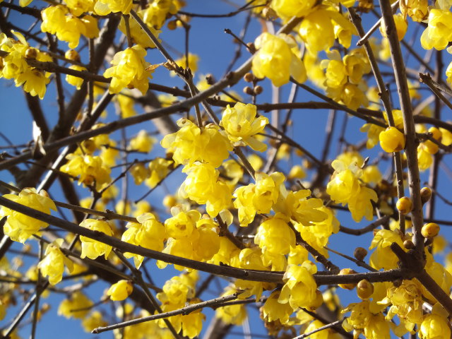 蝋梅の花