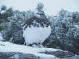 小仙丈ヶ岳の雄雷鳥