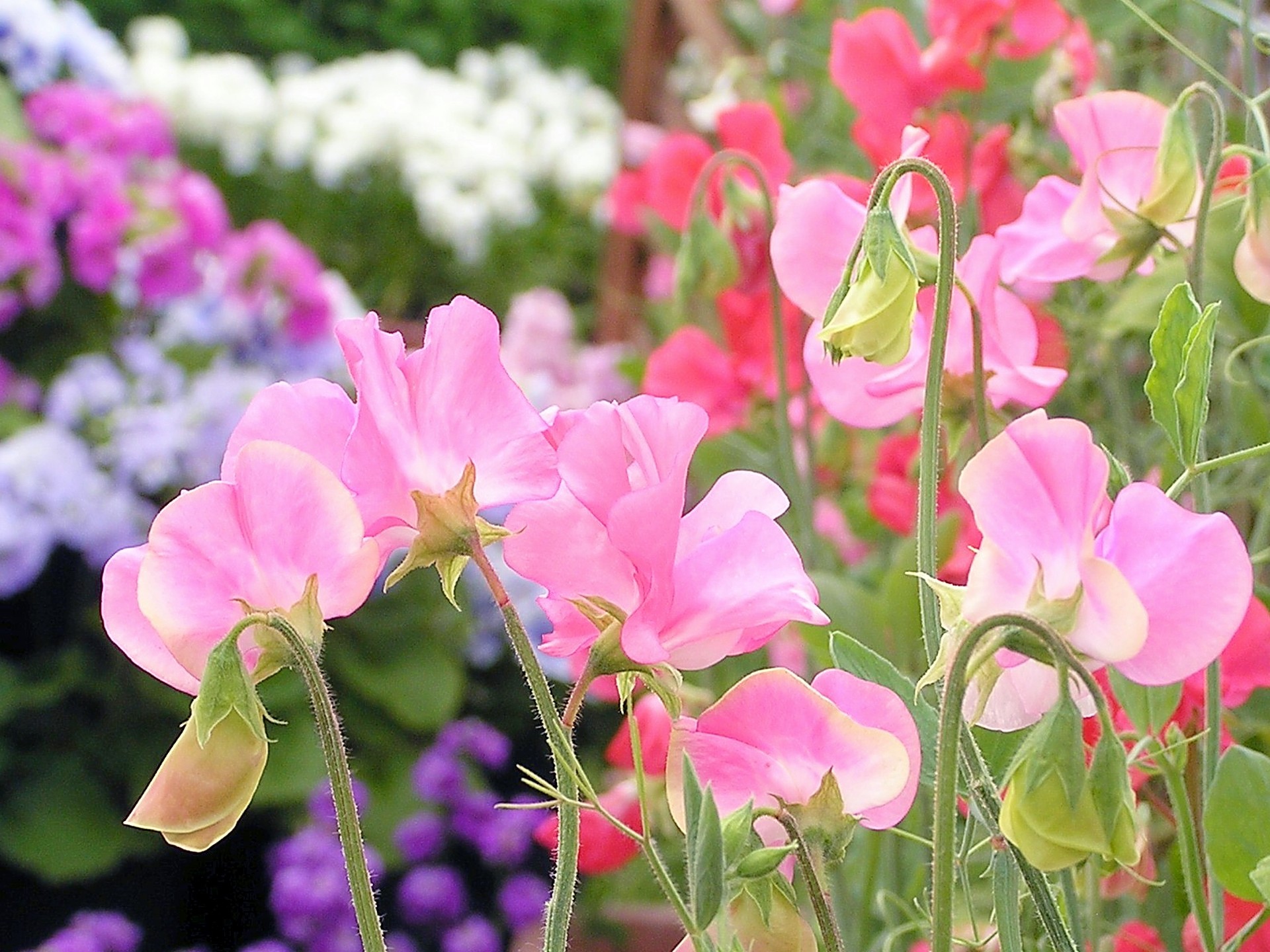 花 植物 春めくスイートピー 壁紙19x1440 壁紙館