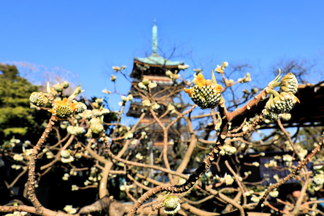 五重塔を背景に咲くミツマタ