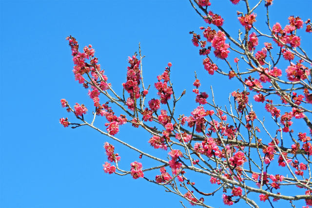 大寒に咲く紅梅