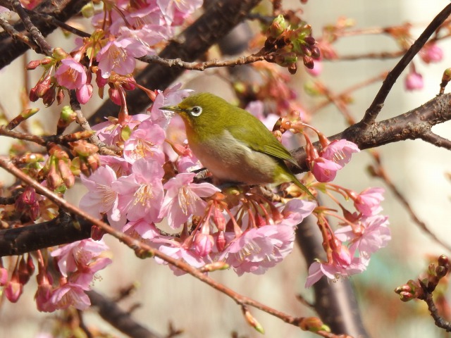 河津桜とメジロ