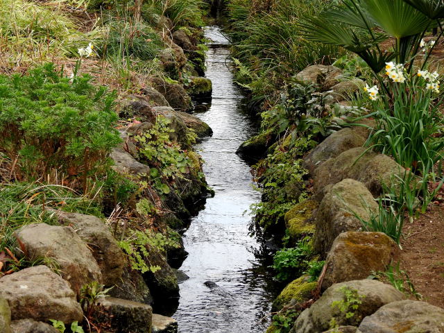 水仙の咲く小川