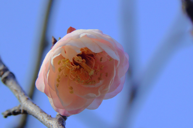 早咲き梅・新平家