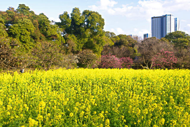 都心の菜の花畑