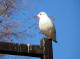 ユリカモメ 都鳥