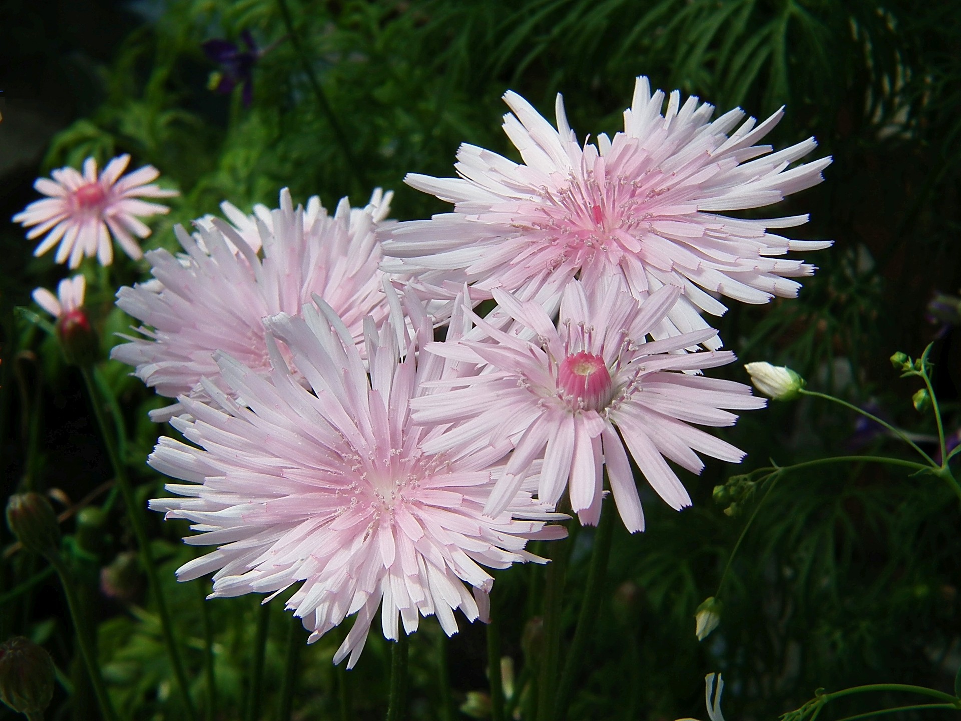 花 植物 クレピス 桃色タンポポ 壁紙19x1440 壁紙館