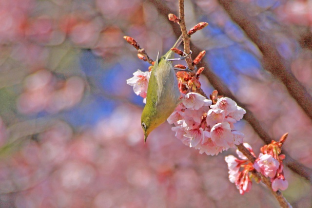 寒桜満開