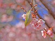 寒桜満開