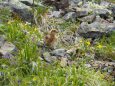 白馬岳のチビ雷鳥