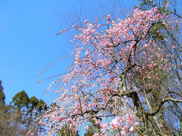 京都北野天満宮のしだれ梅