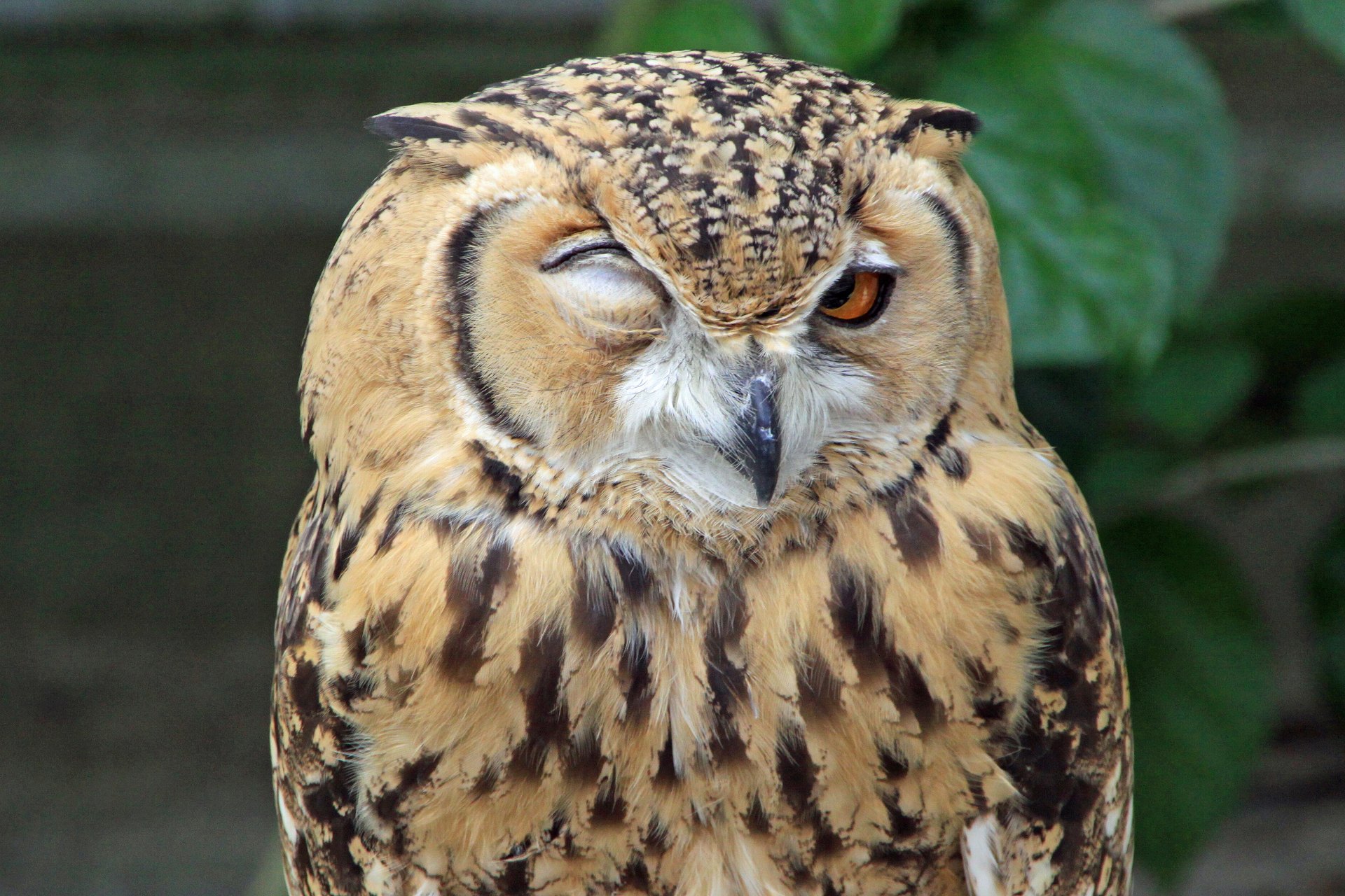 動物 鳥 ペンギン ウインク ミミズク 壁紙19x1280 壁紙館