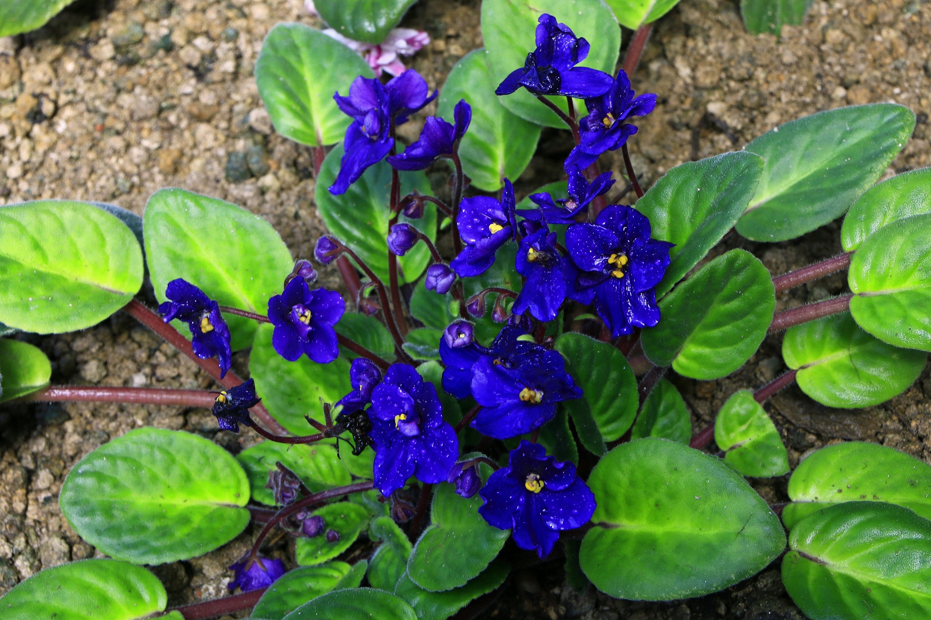 花 植物 アフリカスミレ 壁紙19x1280 壁紙館