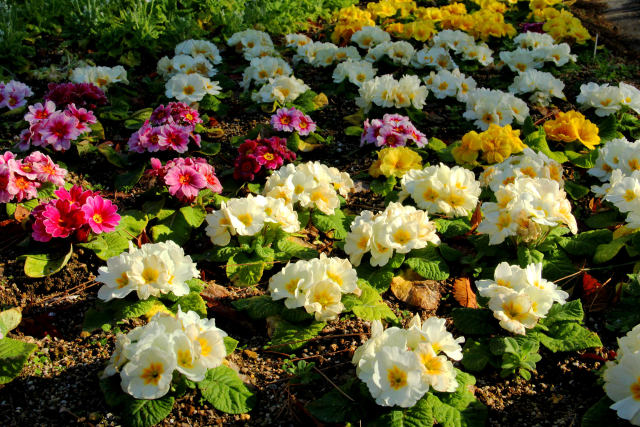 大仙公園・寄せ植え花壇