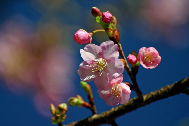 河津桜