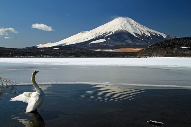 山中湖の富士