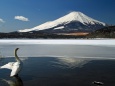 山中湖の富士