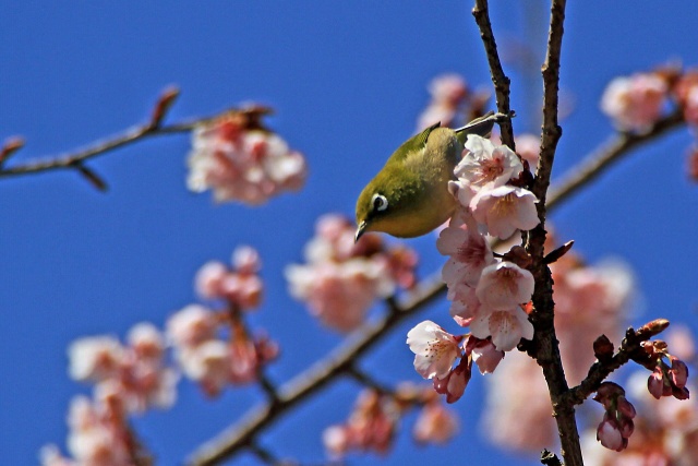 寒桜