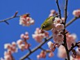 寒桜