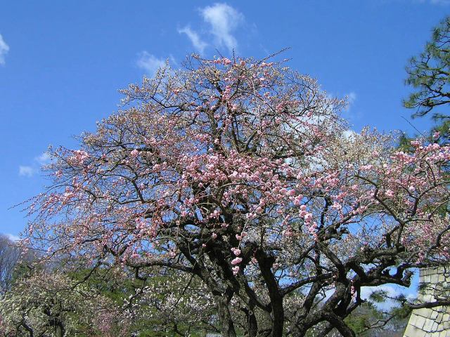 京都二条城の梅