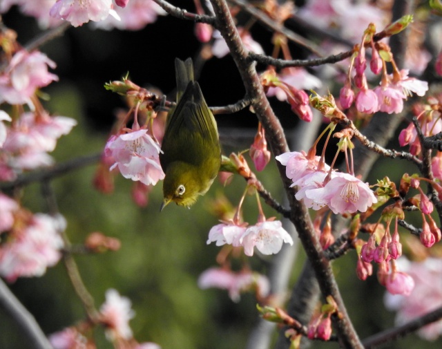 河津桜とメジロ