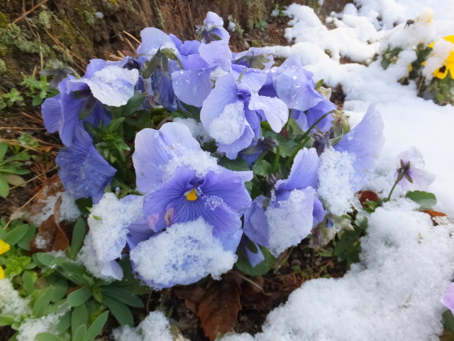 雪の朝に