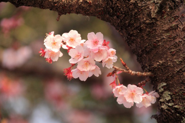 2月の寒桜