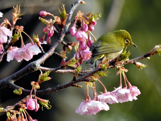 河津桜とメジロ