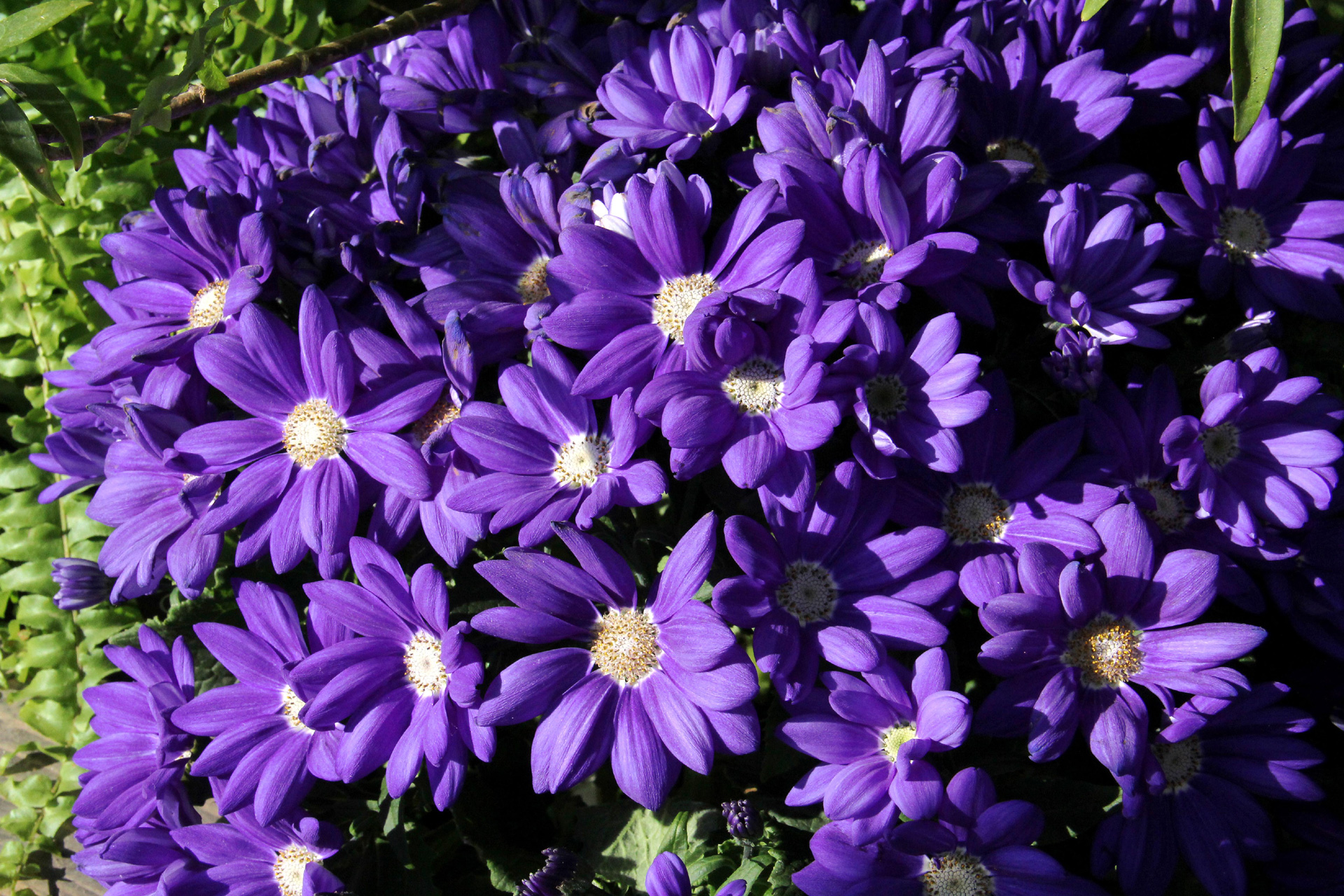 花 植物 サイネリア 紫 壁紙19x1280 壁紙館