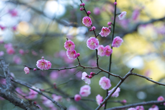 散歩道の花 1702-13-1