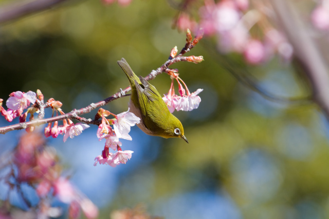 河津桜とメジロ