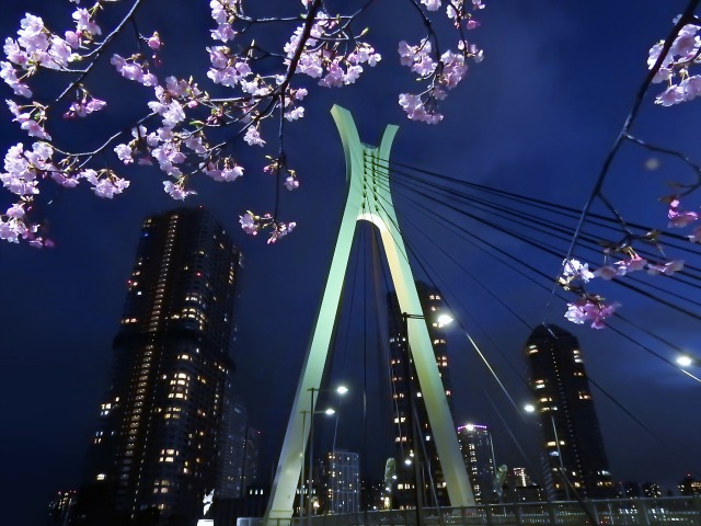 河津桜と中央大橋