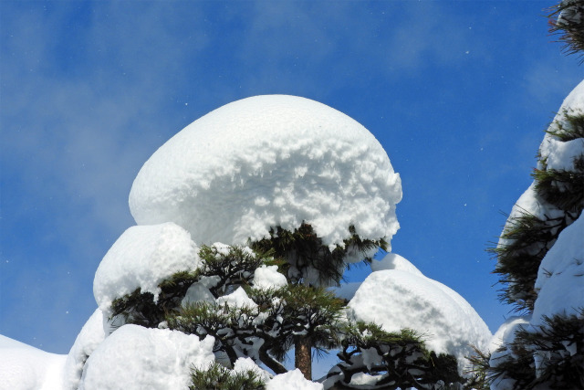 松に雪