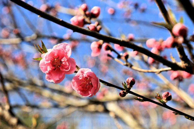 春の訪れ桃の花