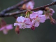 河津桜