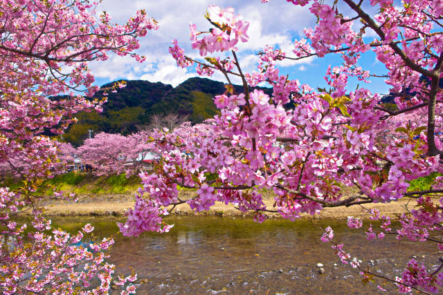 河津桜