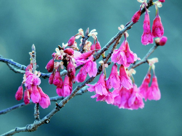 寒緋桜