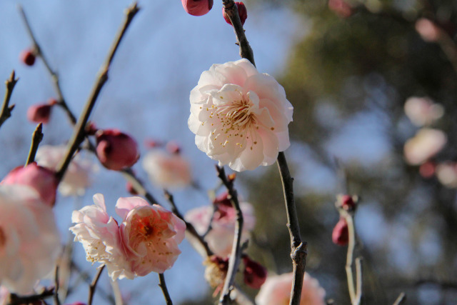 中咲き梅・新平家