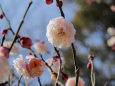 中咲き梅・新平家