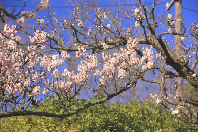 公園に咲く梅花