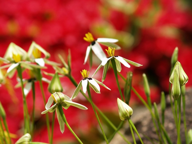 南アフリカ産の花・スピロキシネ