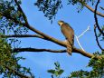 代々木公園のオオタカ