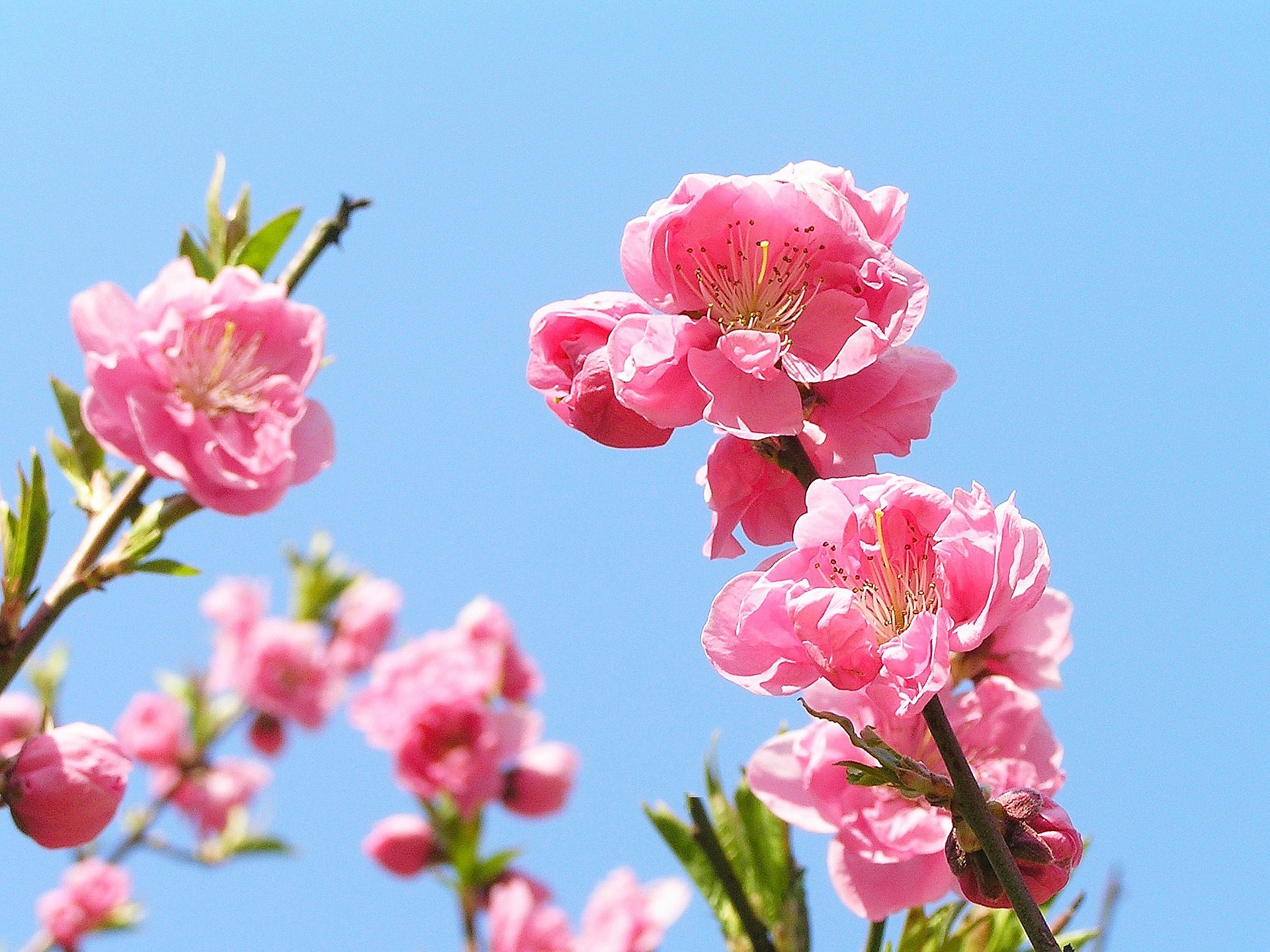 ぜいたく 待ち受け 夏 桃の花 画像 壁紙 配布